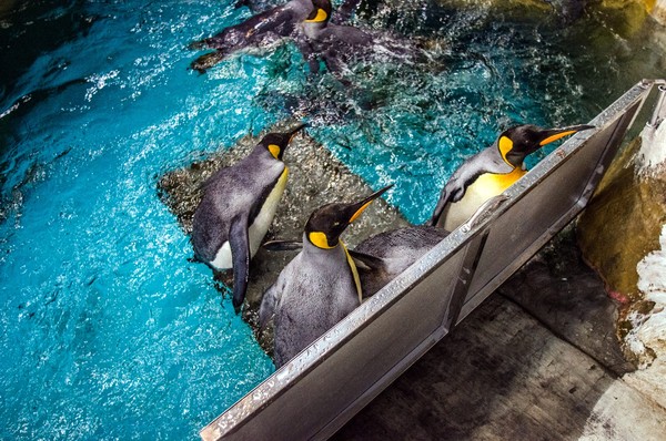 拒當懶骨頭！萌企鵝上晨泳特訓班。（圖／台北市立動物園提供）