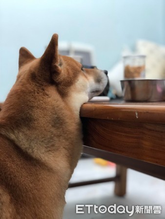 ▲吃貨柴叼零食暗示家人打開。（圖／網友張孝淳授權提供）