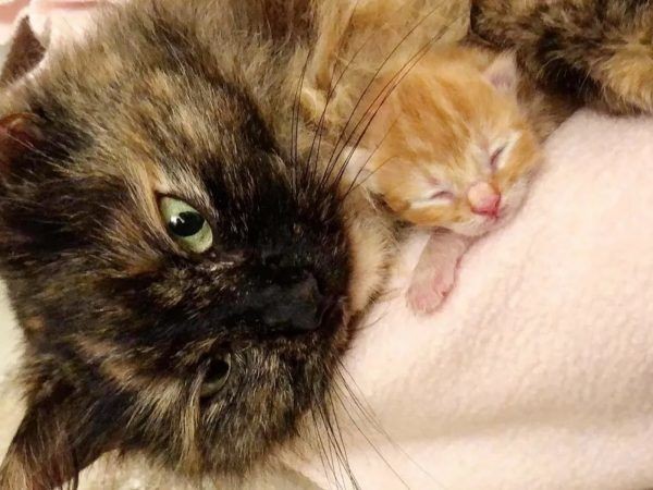 ▲母貓用身體保護寶寶不被淋濕 。（圖／翻攝自動物救援組織Sparkle Cat Rescue）