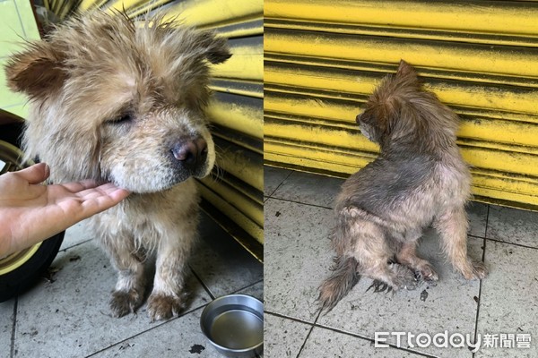 ▲哀怨鬆獅禿毛紅腫「一直面避」躲雨　寵物店急安置洗香香：快哭了。（圖／東森寵物雲新豐店提供，請勿隨意翻拍，以免侵權。）