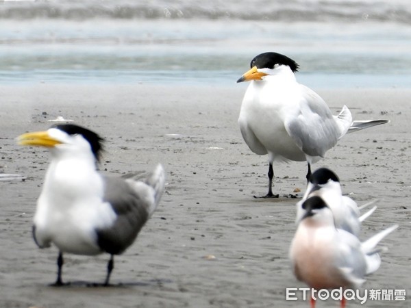 ▲全球僅100隻！「神話之鳥」首度現身高屏溪　鳥友搶拍（圖／鳥友陳惠敏提供，請勿隨意翻拍，以免侵權。） 