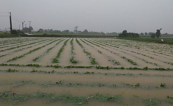 ▲桃園豪大雨水淹瓜田。（圖／農業局提供）