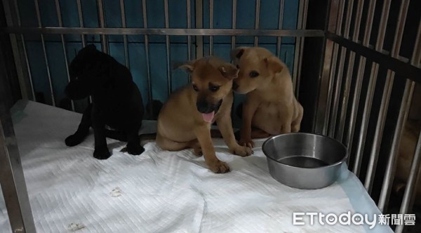 ▲幼犬掉落水中。（圖／臉書粉專徐文良（徐園長護生園）授權提供）