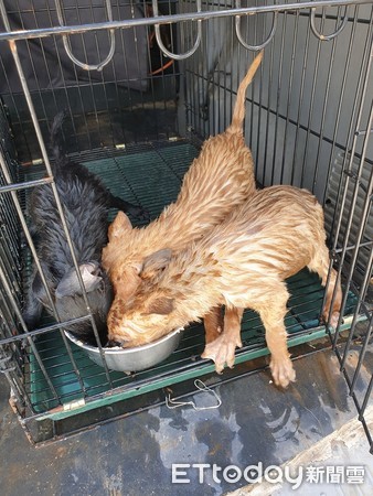 ▲幼犬掉落水中。（圖／臉書粉專徐文良（徐園長護生園）授權提供）