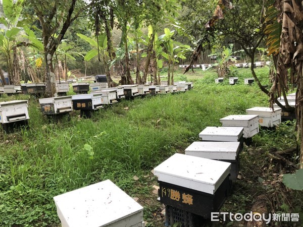 ▲台南市目前養蜂產銷班共有18班，為全台第一。（圖／記者林悅翻攝）