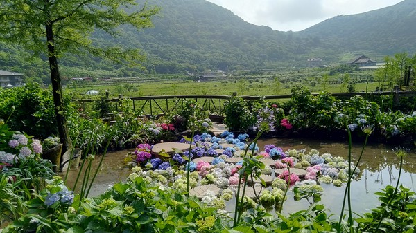 ▲竹子湖繡球花季開跑　這7個地景花藝好好拍。花谷海芋園、財福海芋田、名陽匍休閒農莊、大賞園、花與樹園藝、大梯田生態農園及曹家花田香等農園。(圖／取自台北市政府網站)