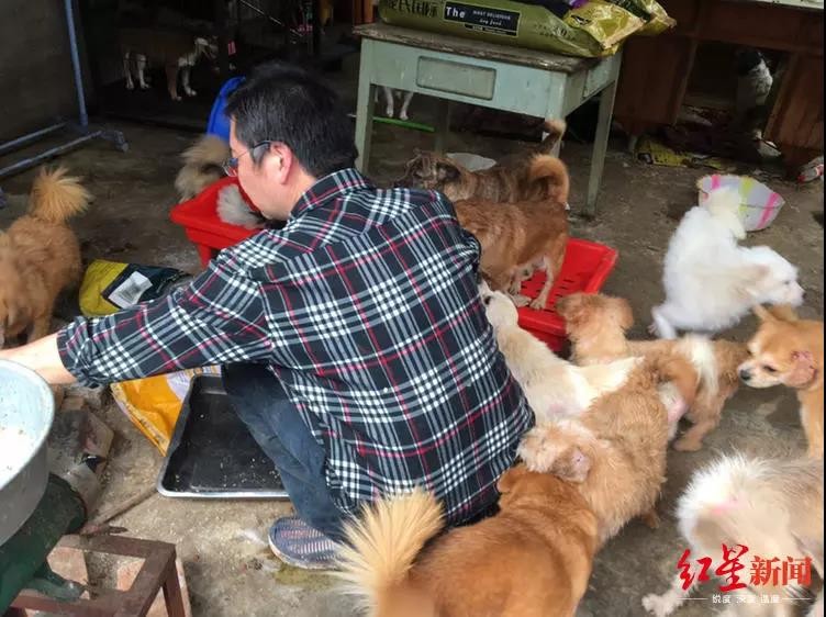 ▲成都男子張凱收養了大量的流浪狗。（圖／翻攝自《成都商報》微信公眾號）