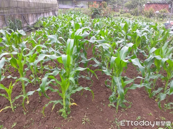 ▲ 金牌農村社區協會擴大服務 北海岸友善耕作面積拓增。（圖／新北市農業局提供）