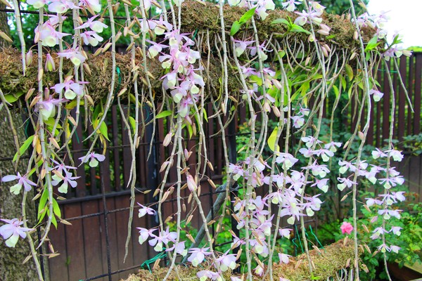 ▲新生公園石斛蘭。（圖／臺北市政府工務局公園路燈工程管理處）