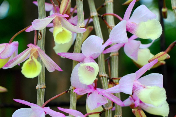 ▲新生公園石斛蘭。（圖／臺北市政府工務局公園路燈工程管理處）