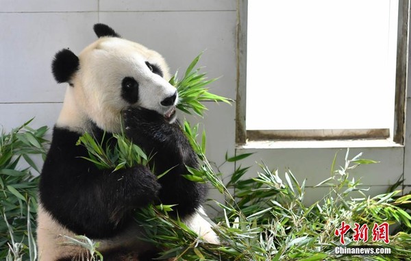 ▲▼旅居美國22年的大熊貓母子「白雲」和「小禮物」回到四川。（圖／翻攝自《中新網》）