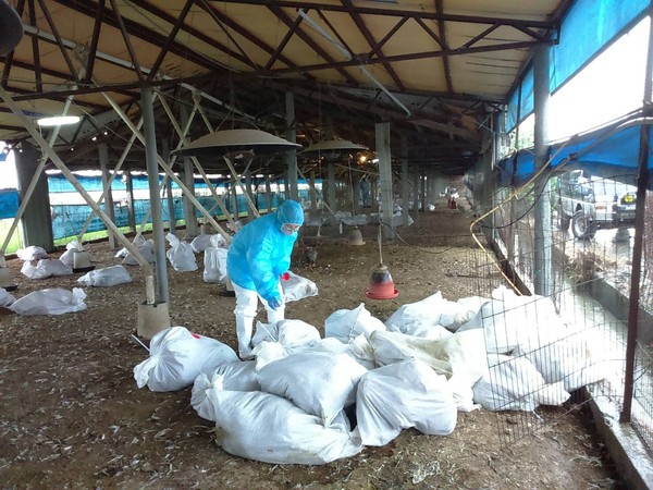 ▲竹塘鄉1處土雞場感染禽流感，撲殺1808隻雞。（圖／記者唐詠絮翻攝）