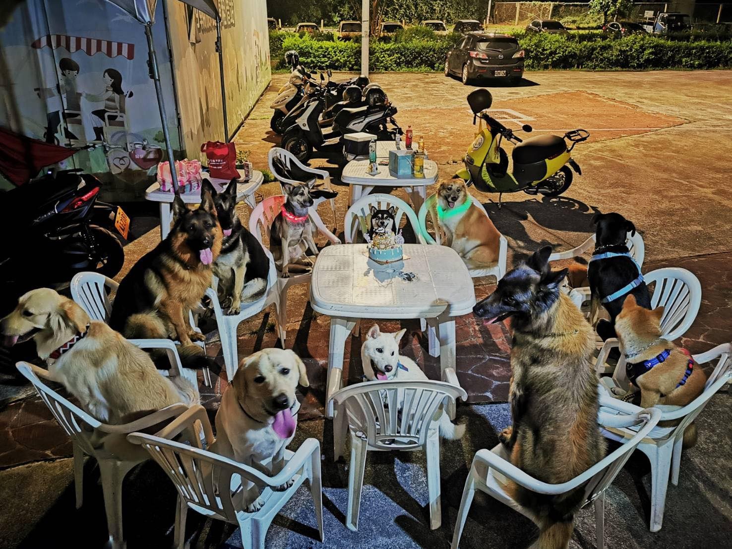 陪伴犬黑柴6歲生日12汪 圍坐餐桌 開趴超有秩序 Ettoday寵物雲 Ettoday新聞雲