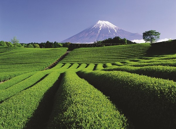 ▲今年夏天征服日本最高峰富士山▼             。（圖／七逗旅遊網提供）