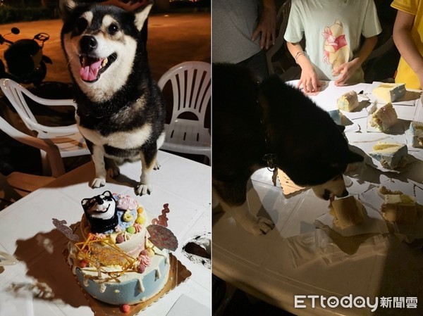 ▲黑柴默默6歲生日，12陪伴犬一同慶生。（圖／理事長蔡文揮提供）
