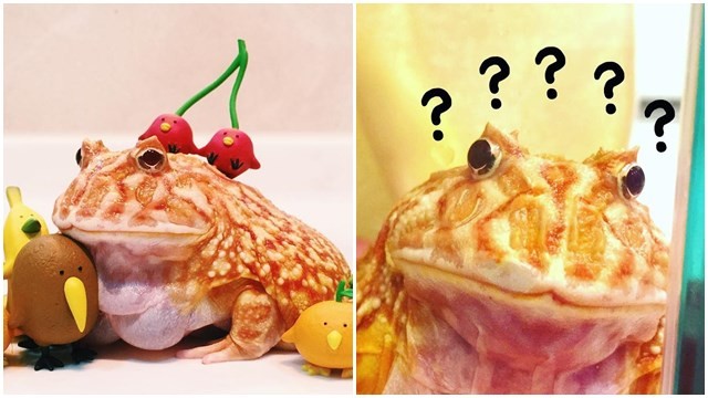 百年一見萌顏巨乳 角蛙阿肥深藏不露 好身材 好大一碗蛙粿 網美大失敗 鍵盤大檸檬 Ettoday新聞雲 百年一見萌顏巨乳 角蛙阿肥深藏不露 好身材 好大一碗蛙粿 網美大失敗 鍵盤大檸檬 Ettoday新聞雲
