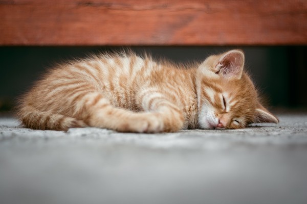 ▲主人不在家，貓咪總是呼呼大睡。（圖／取自免費圖庫plxabay）