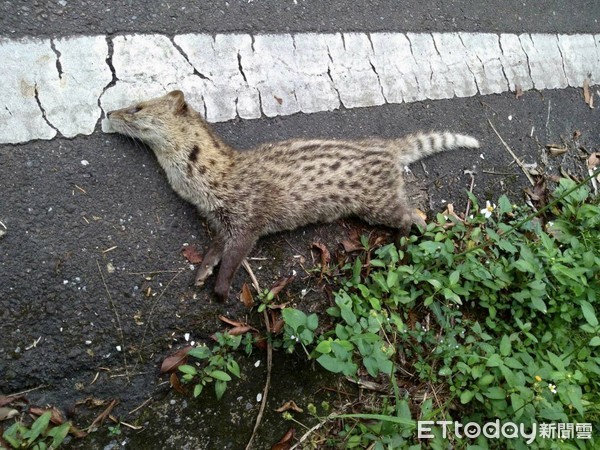 ▲ 珍稀保育「麝香貓」平溪現蹤 慘遭路殺民眾盼設保護區。（圖／讀者授權提供）