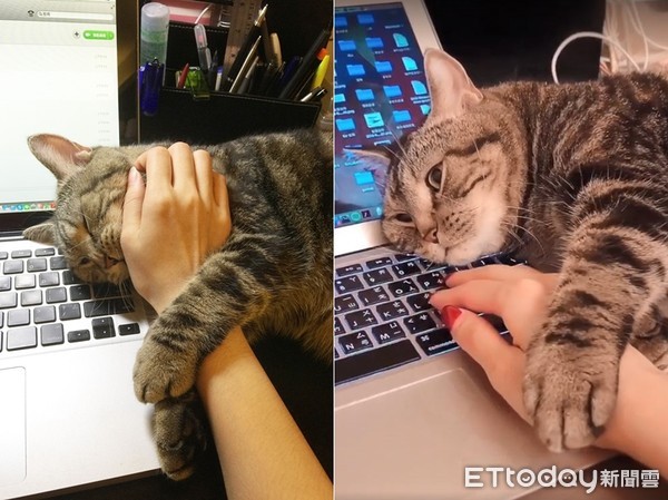▲撒嬌包子貓沒摸著媽媽的手不舒服。（圖／IG@ashleywt3cats授權提供）