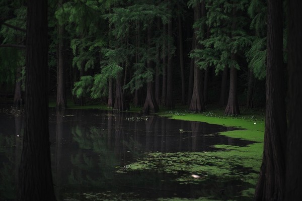 ▲▼森林。河川。河流，林地。（圖／取自免費圖庫pixabay）