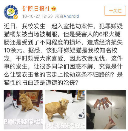 浪浪跟學校一起搬家？小動物遷徙指揮中心成立　大橘小花小黃都不放過（圖／weibo@礦院日報社）