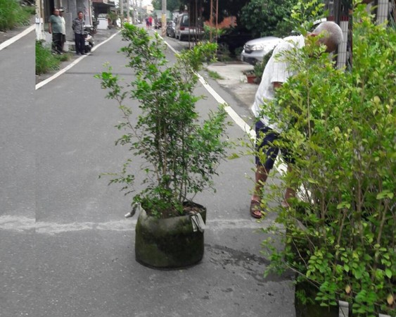 ▲富豪路霸老翁搬盆栽霸佔馬路。（圖／記者唐詠絮翻攝）