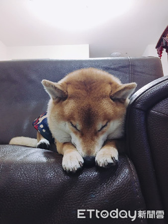 ▲▼柴犬穿雨衣秒定格「當機」。（圖／飼主劉世玄授權提供）