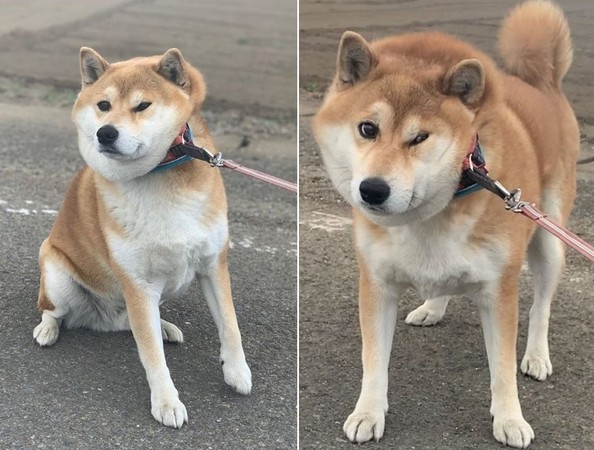 ▲柴犬Taro不想回家，嘴邊肉擠出超NG表情。（圖／翻攝自Instagram／@mayuu_taro）