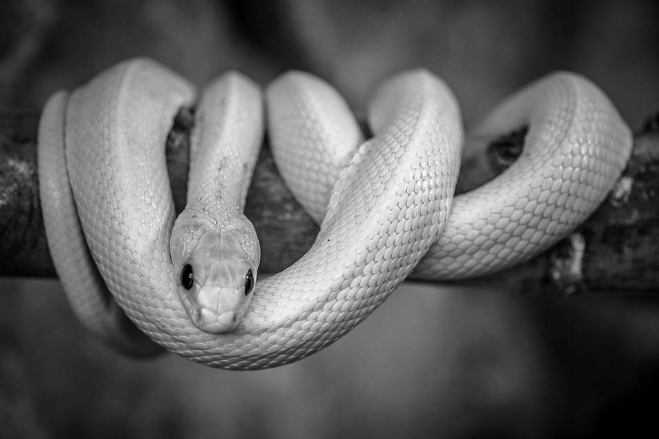 ▲▼ 白蛇,蛇。（圖／取自免費圖庫pixabay）