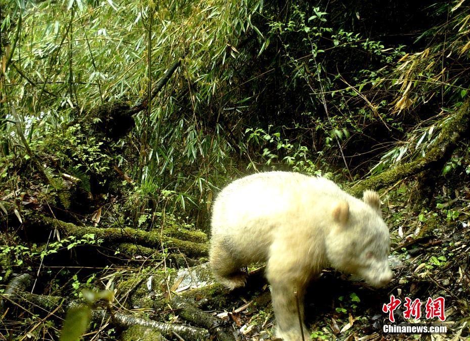 ▲▼全球首例！四川臥龍自然保護區拍到「紅眼白貓熊」。（圖／中新社）