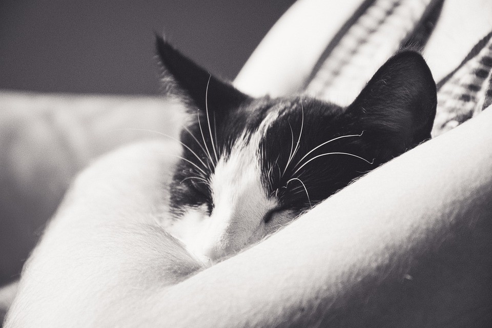 ▲▼貓咪。（示意圖／取自免費圖庫Pixabay）