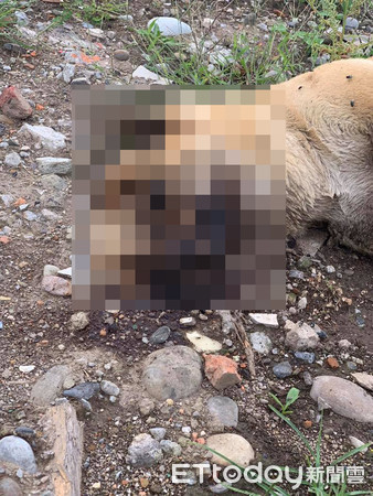 ▲北市北投區文林北路近來多隻浪浪遭歹徒毒殺警追查中。（圖／記者張君豪翻攝）