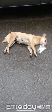 ▲北市北投區文林北路近來多隻浪浪遭歹徒毒殺警追查中。（圖／記者張君豪翻攝）