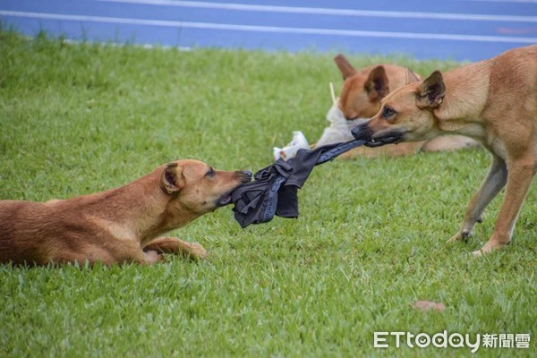 ▲北市北投區文林北路近來多隻浪浪遭歹徒毒殺警追查中，有熱心網友拍下他們生前可愛模樣。（圖／記者張君豪翻攝）