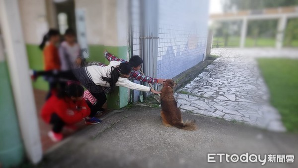 ▲校犬布朗妮。（圖／網友Vanessa Lin授權提供 ）