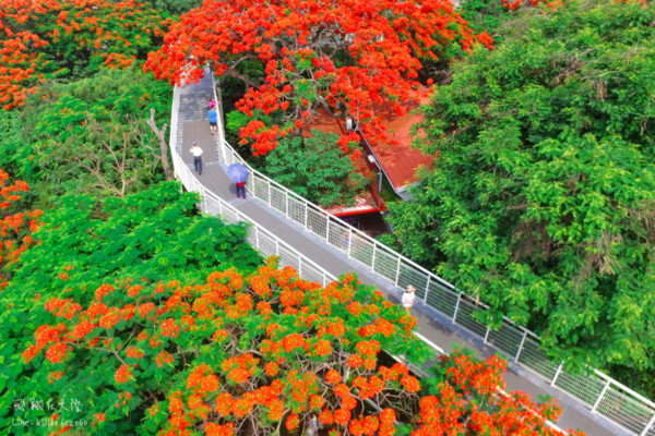 ▲彰化八卦山鳳凰花（圖／攝影師《飛翔在天際》提供，請勿隨意翻拍，以免侵權。）