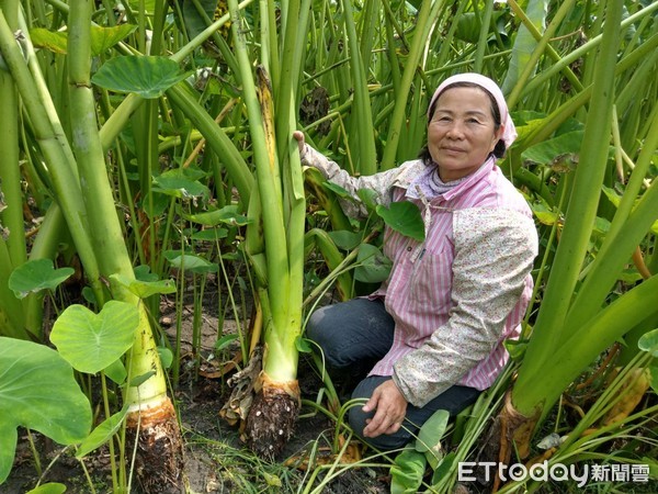 ▲高樹鄉民代表陳美棉希望打出高樹芋頭的品牌             。（圖／記者陳崑福翻攝）