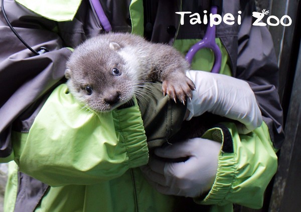 金門浯島城隍點名，小水獺命名青嶼。（圖／台北市立動物園提供）