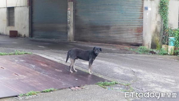 ▲彰化國三生被流浪狗攻擊摔車顱內出血。（圖／彰化市民代表韓德生提供）