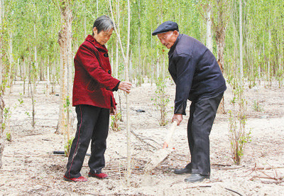 ▲付志周（右）和妻子陳愛蘭在植樹。（圖／翻攝自《人民日報》）