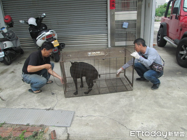 ▲台南市積極打造友善動物城市，捕抓不是捕殺，將加強毛小孩收容與認養。（圖／記者林悅翻攝）