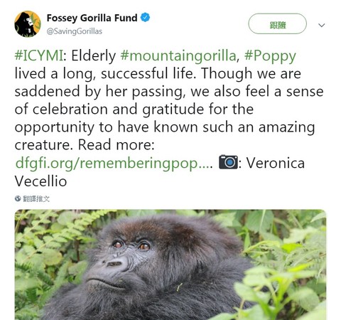 《迷霧森林十八年》最後一隻大猩猩　弗西最愛「小寶貝」波比過世。（圖／翻攝自twitter／Fossey Gorilla Fund）