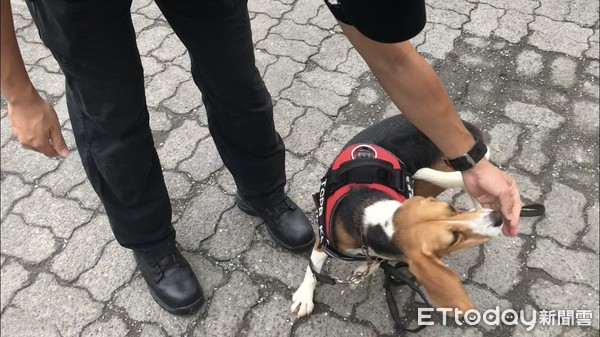 ▲▼台中市警犬隊領犬員與米格魯犬CHOCO示範執勤動作。（圖／記者李忠憲攝）