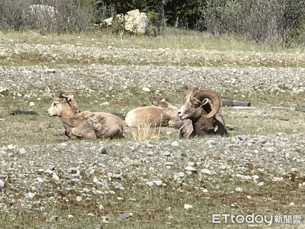 ▲▼加拿大傑士伯國家公園Jasper Nation Park。（圖／記者賴文萱攝） 