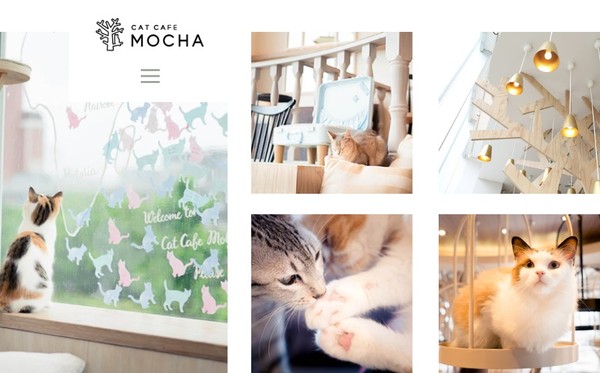 ▲▼日本貓咖啡廳MOCHA。（圖／翻攝自MOCHA官網）
