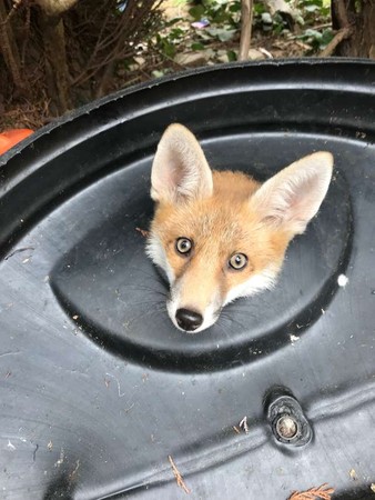 狐狸卡在垃圾桶。（圖／翻攝自RSPCA）