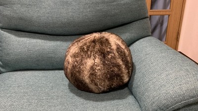 「一球怪抱枕」命名叫做貓！網友開圖一秒懂：啊，真的是