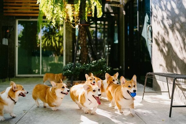 ▲泰國柯基餐廳。（圖／翻攝自臉書粉絲團「Corgi in the Garden คาเฟ่หมาคอร์กี้」）