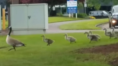 中間那隻怎麼怪怪的？「加拿大雁」家族列隊路過　驚見黃色小鴨被收編