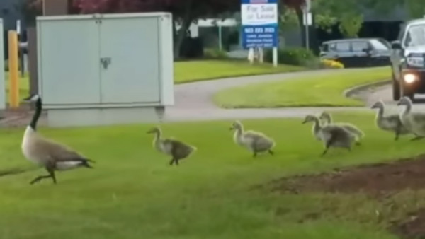 中間那隻怎麼怪怪的？鵝家族列隊路過　驚見黃色小鴨被收編（圖／FB@UNILAD）